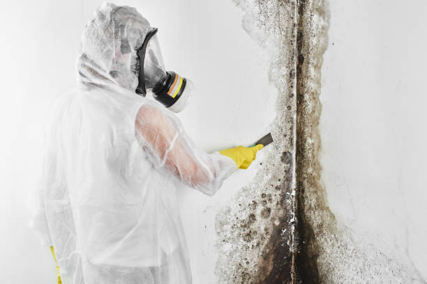 Best Toxic Mold Removal  in Hemby Bridge, NC