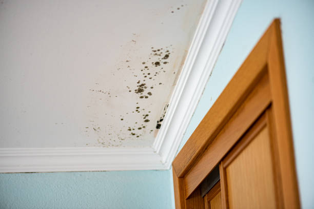 Best Fast Mold Removal  in Hemby Bridge, NC