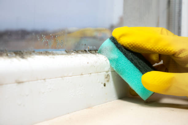 Best Office Mold Removal Services  in Hemby Bridge, NC