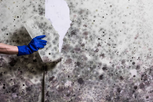 Best Mold Removal Company Near Me  in Hemby Bridge, NC