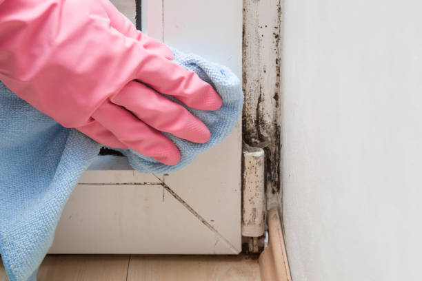 Reliable Hemby Bridge, NC Mold Removal Solutions